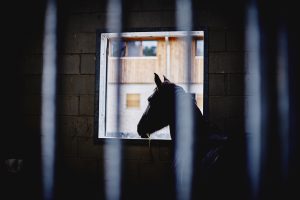 Manège des Houx - Cheval