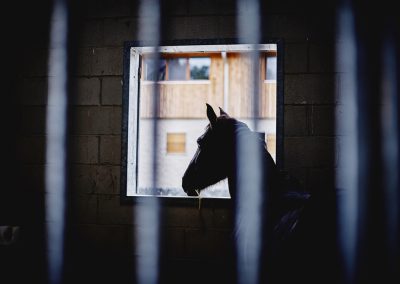 Manège des Houx - Cheval