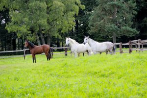 Manège des Houx - Chevaux