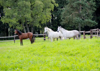 Manège des Houx - Chevaux