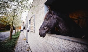 Le Manège des Houx