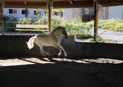 Manège des Houx - manège extérieur