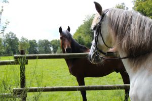 Manège des Houx - chevaux
